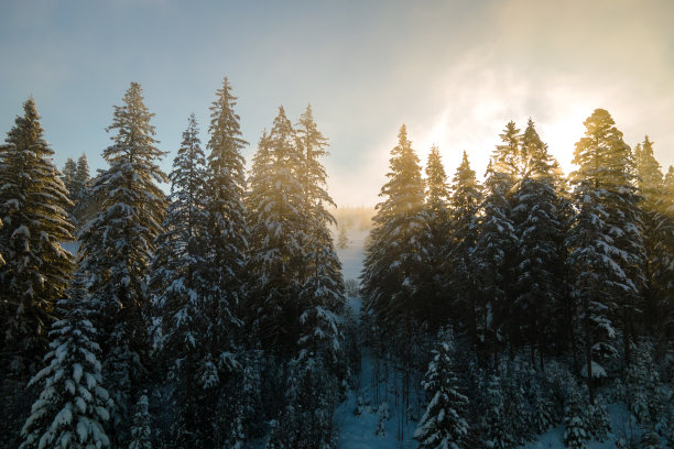 spruce