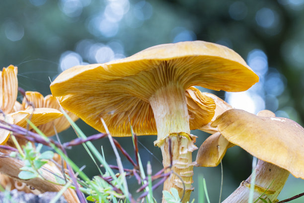 cortinarius