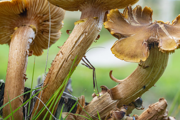 cortinarius