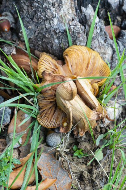 cortinarius