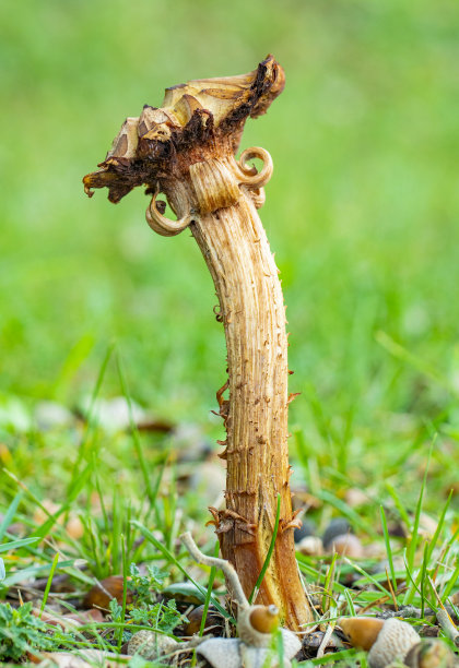 cortinarius