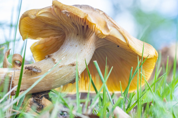 cortinarius
