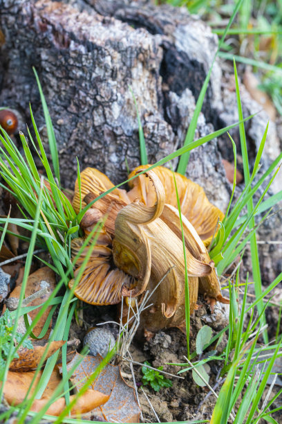 cortinarius