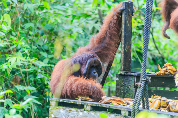kalimantan