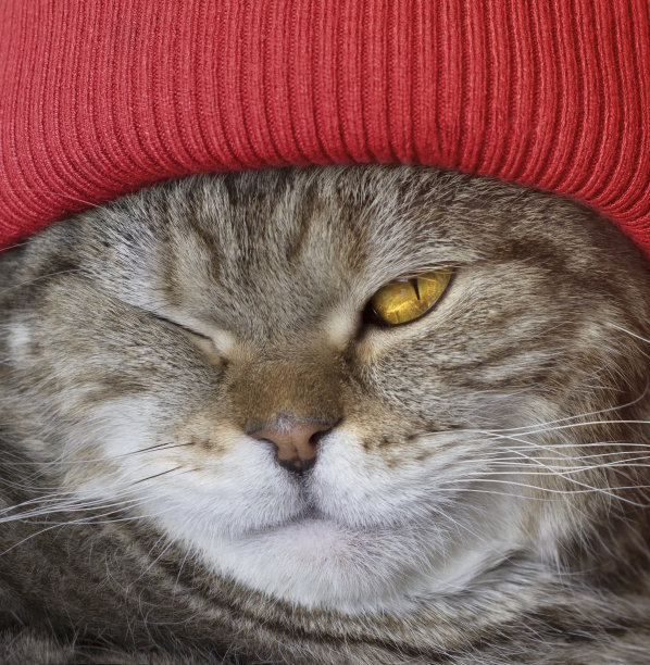 wink