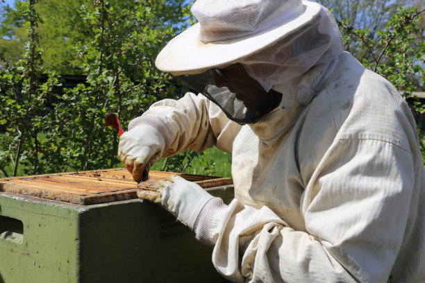 beekeeper