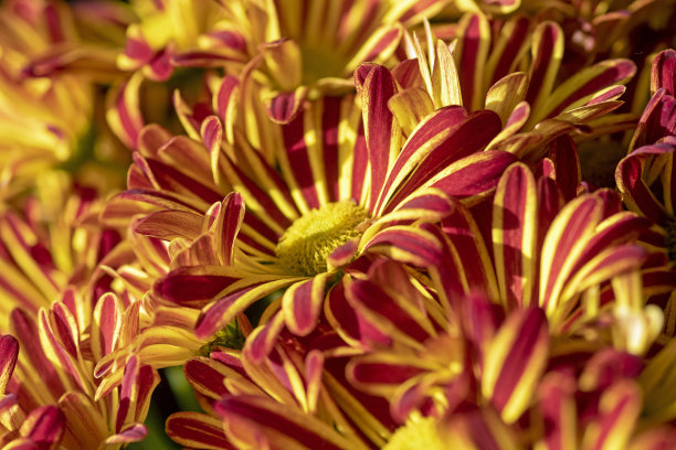 橙红色花朵条纹背景图案