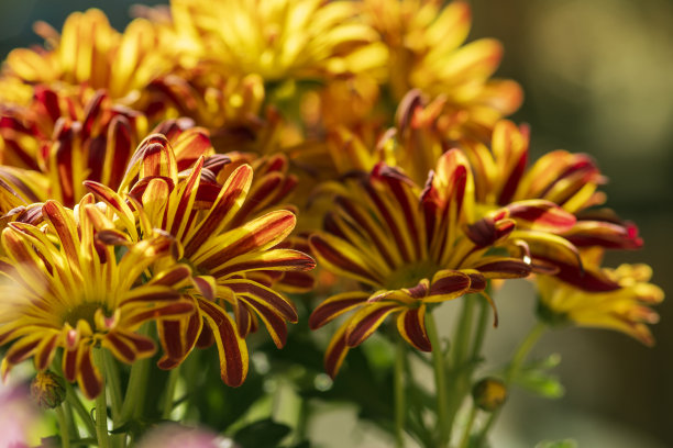 橙红色花朵条纹背景图案
