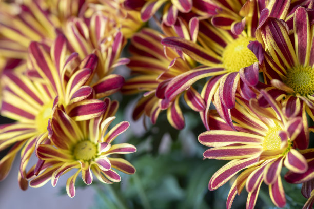 橙红色花朵条纹背景图案