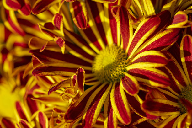 橙红色花朵条纹背景图案