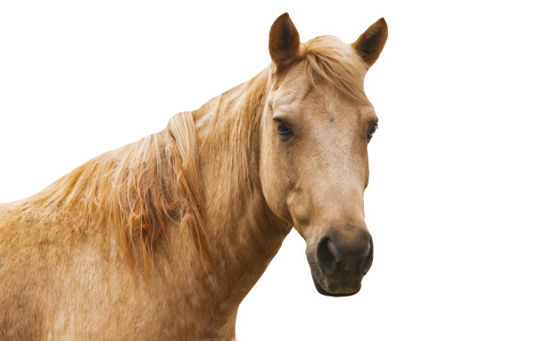equus