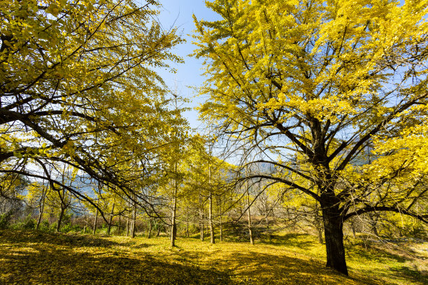 顺势医学,枝,嫩枝