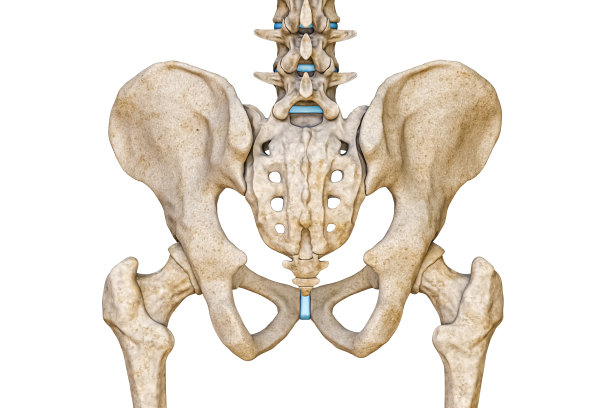 腰椎骨盆解剖图