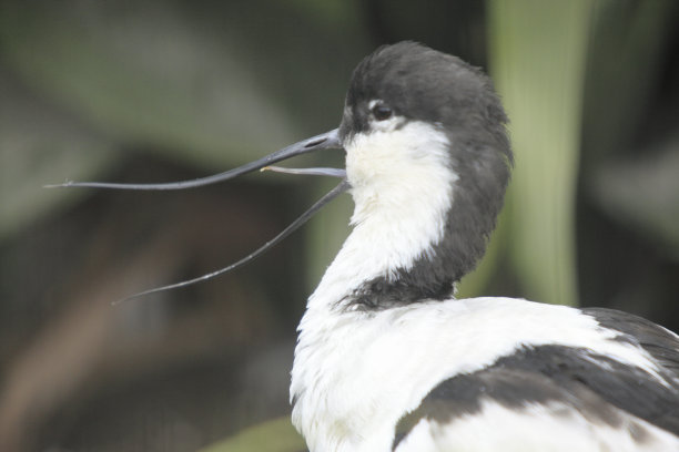 charadriiformes