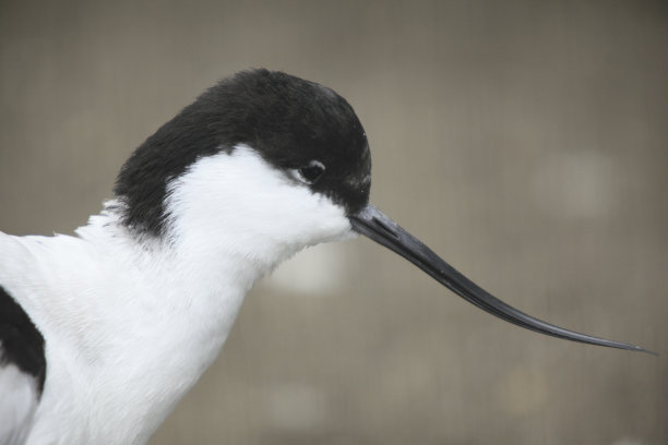 charadriiformes