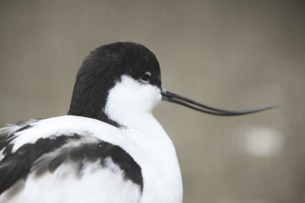 charadriiformes
