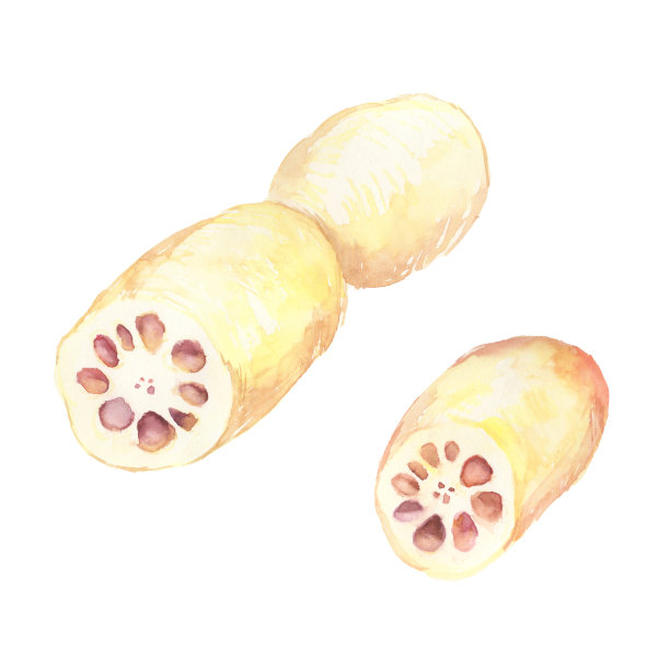 莲藕插画