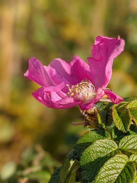 rugosa
