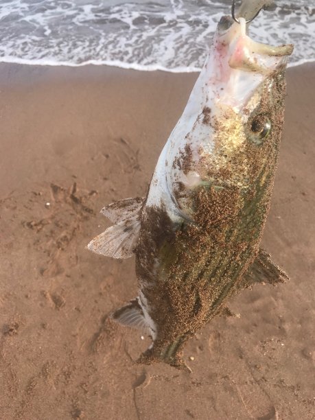 rockfish