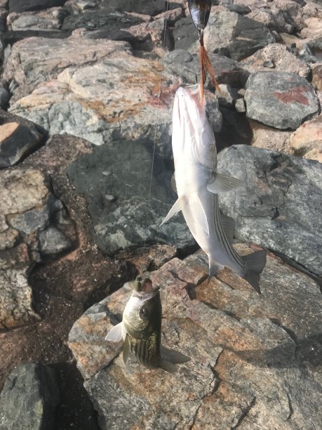rockfish