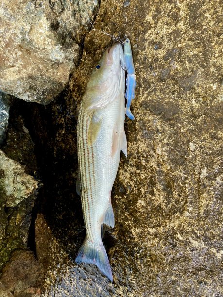 rockfish