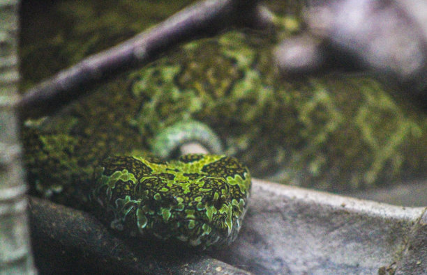 adders