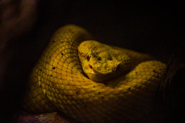 adders