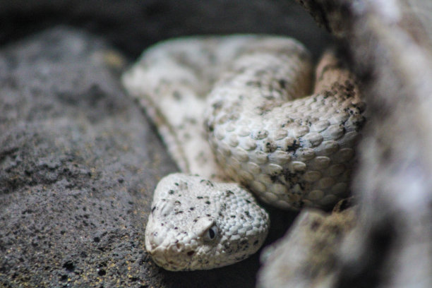 adders