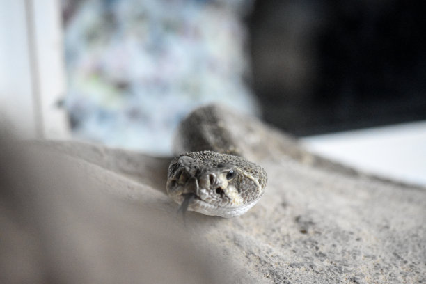 adders