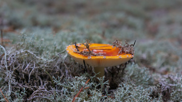 agaric