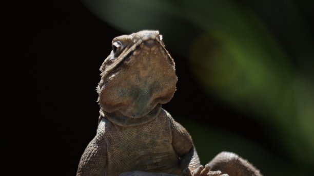 agama