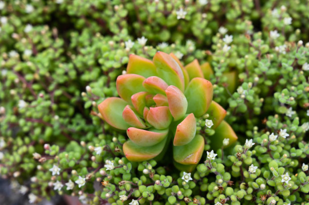 sedum