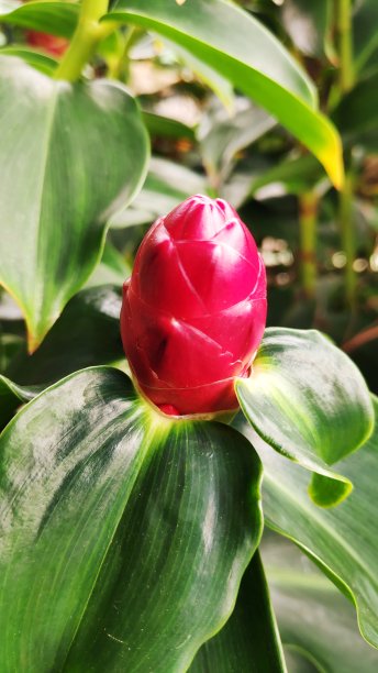 costus