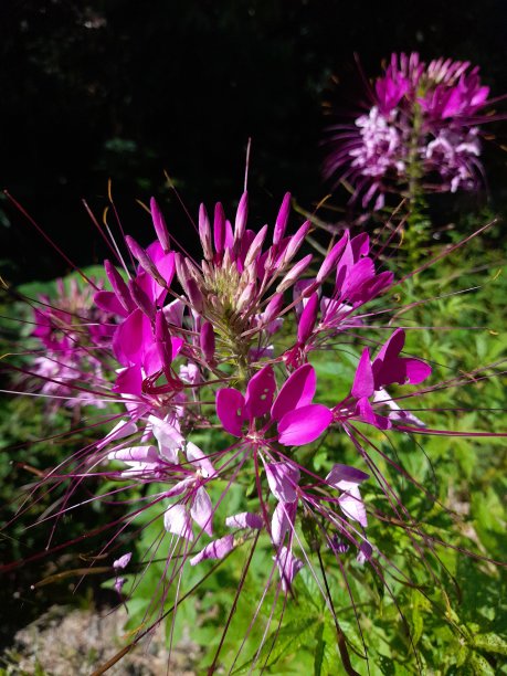 cleome