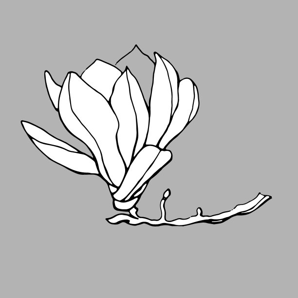 玉兰花树装饰画