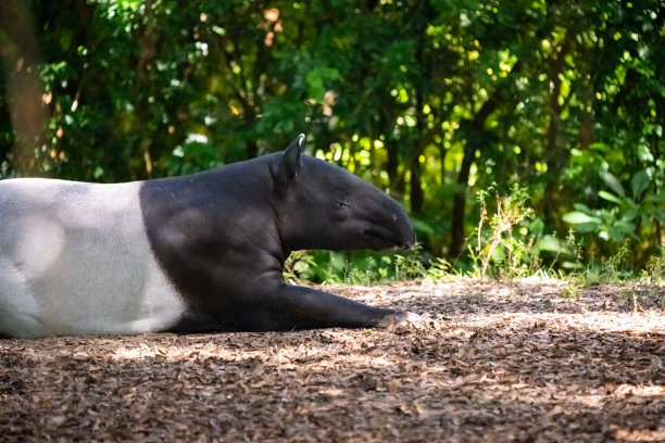 tapir