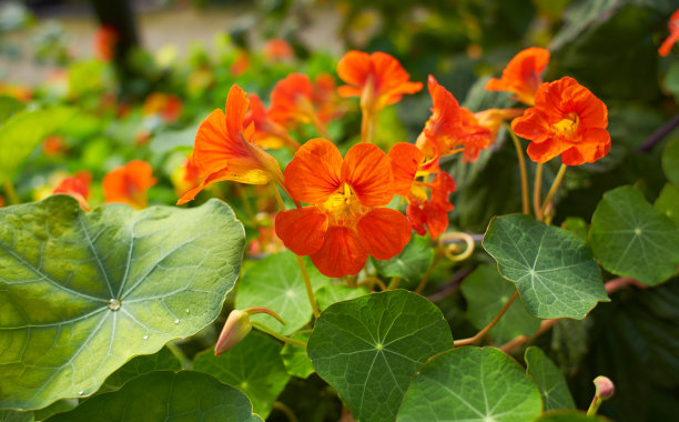 nasturtium