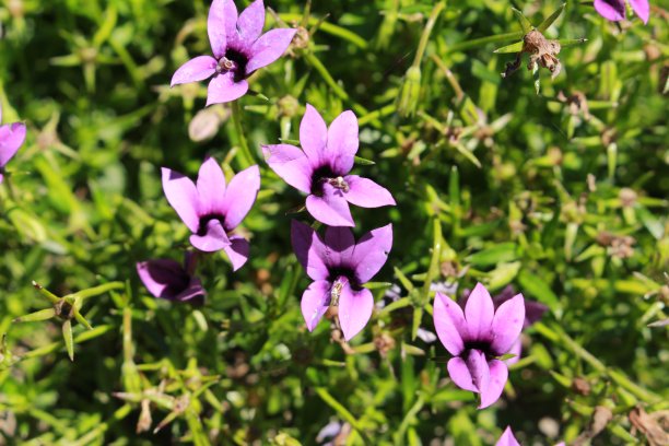 lobelia