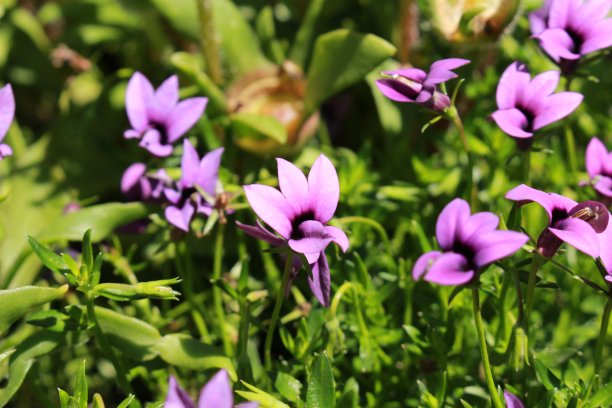lobelia
