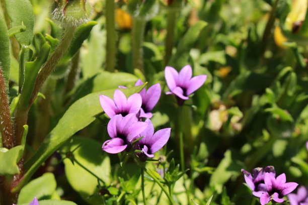 lobelia