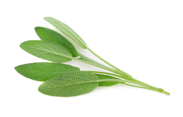 salvia