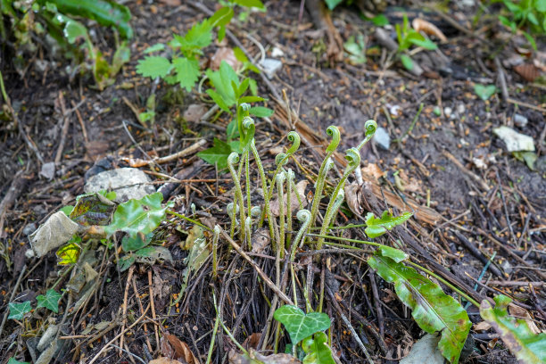 fiddlehead