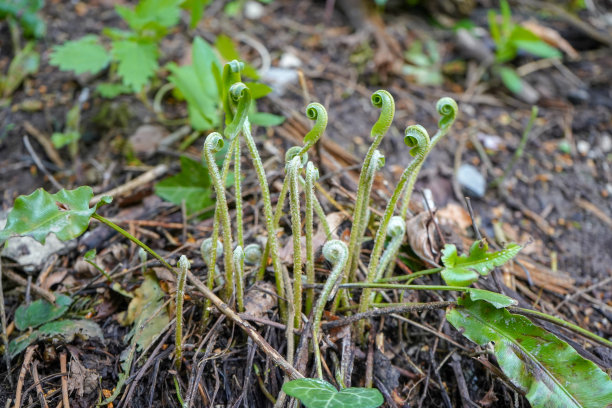 fiddlehead