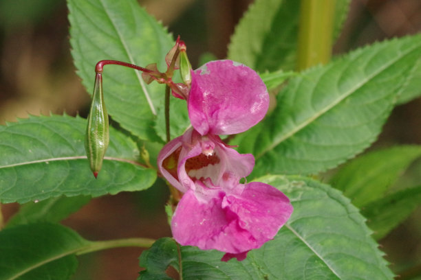 impatiens