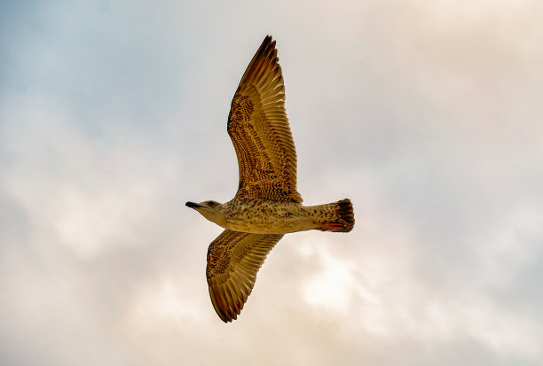 飞鸟蓝色大海壁纸