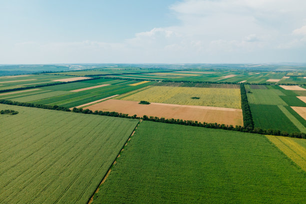 maize