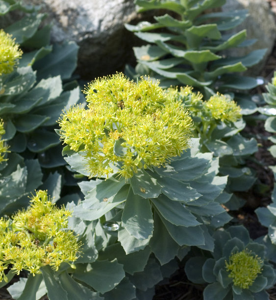 rhodiola