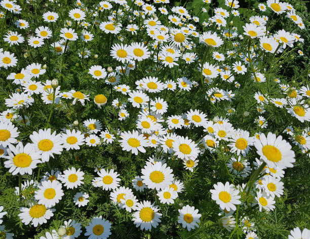 pyrethrum