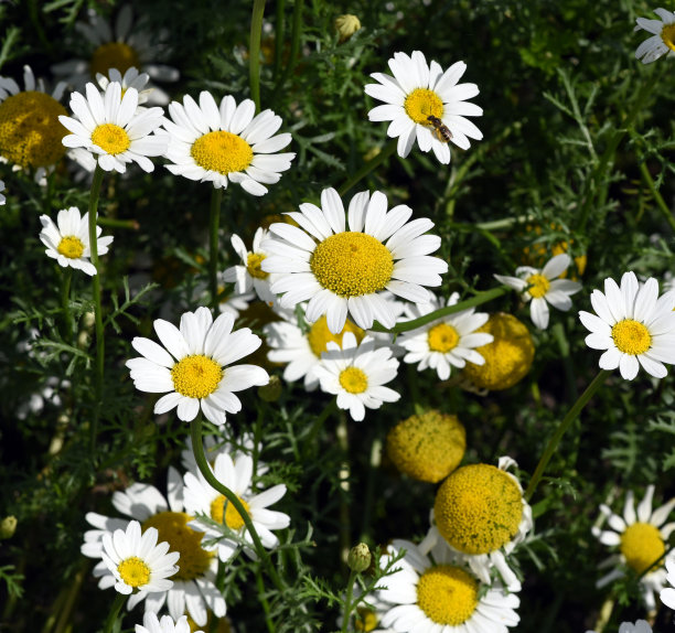 pyrethrum