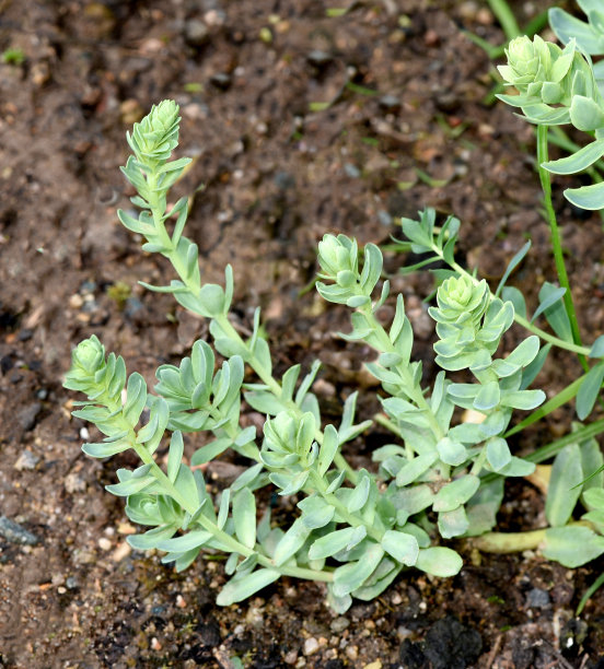 rhodiola